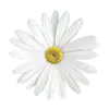 Bellis Perennis (Daisy) Flower Extract