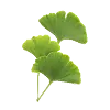 Ginkgo Biloba Leaf Extract