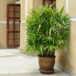 RHAPIS PALM - BAMBOO PALM