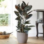 RUBBER PLANT - FICUS ELASTICA