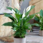 SPATHIPHYLLUM - PEACE LILY