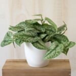 SCINDAPSUS PICTUS - SATIN POTHOS