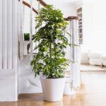 SCHEFFLERA - UMBRELLA PLANT