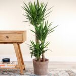 YUCCA SINGLE HEAD
