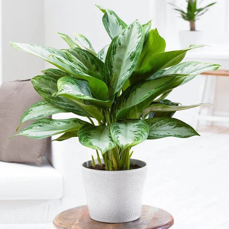 Chinese Evergreen