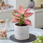 Pink Aglonema Plant