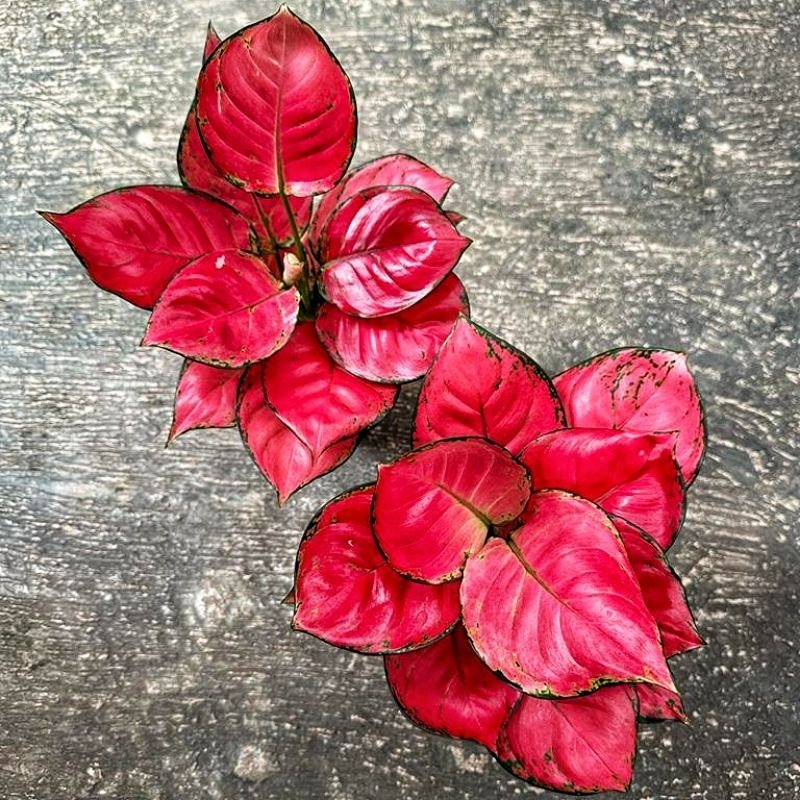 Red Aglaonema houseplant