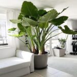 Indoor Plant