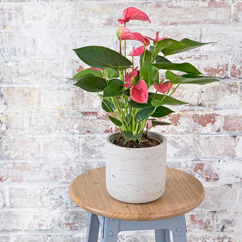 Anthurium Plant