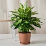DIEFFENBACHIA - DUMB CANE
