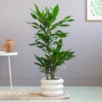 DRACAENA JANET CRAIG