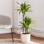 DRACAENA LEMON LIME