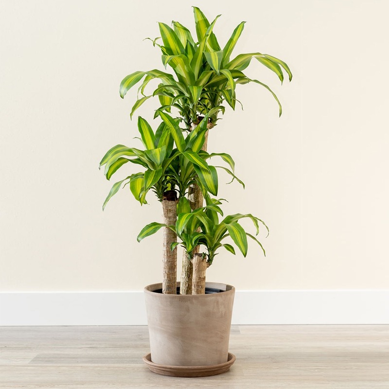 Indoor Plant