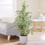 FICUS STARLIGHT