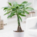 MONEY TREE - PACHRA TREE