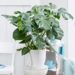 Potted Monstera Plant Online