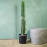 CEREUS PERUVIANUS