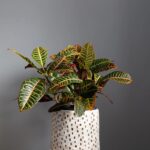 CROTON PLANT