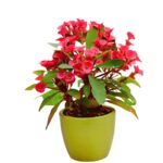 EUPHORBIA