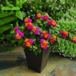 LANTANA