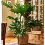 Buy Livistona Palm in Dubai in UAE