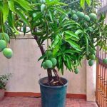 MANGO TREE
