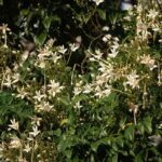 MILLINGTONIA - INDIAN CORK TREE