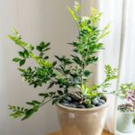 MURRYA JASMIN