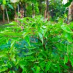 NEEM TREE