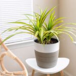 PANDANUS - SCREW PINE