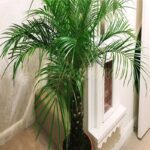 PHOENIX PALM