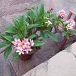 PLUMERIA - FRANGIPANI