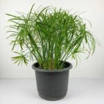 ROSEMARY PLANT
