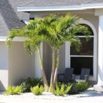 ROYAL PALM