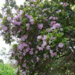 TABEBUIA ROSEA - ROSY TRUMPET TREE