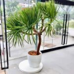 Yucca Plants Online