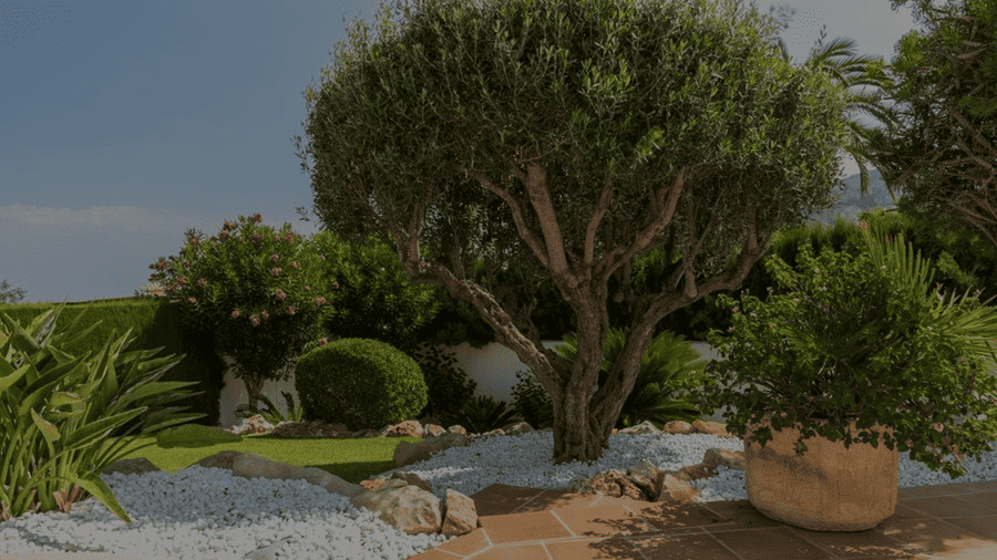 Natural Outdoor Plants