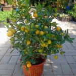 CLAMANSI CITRUS