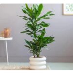 philodendron