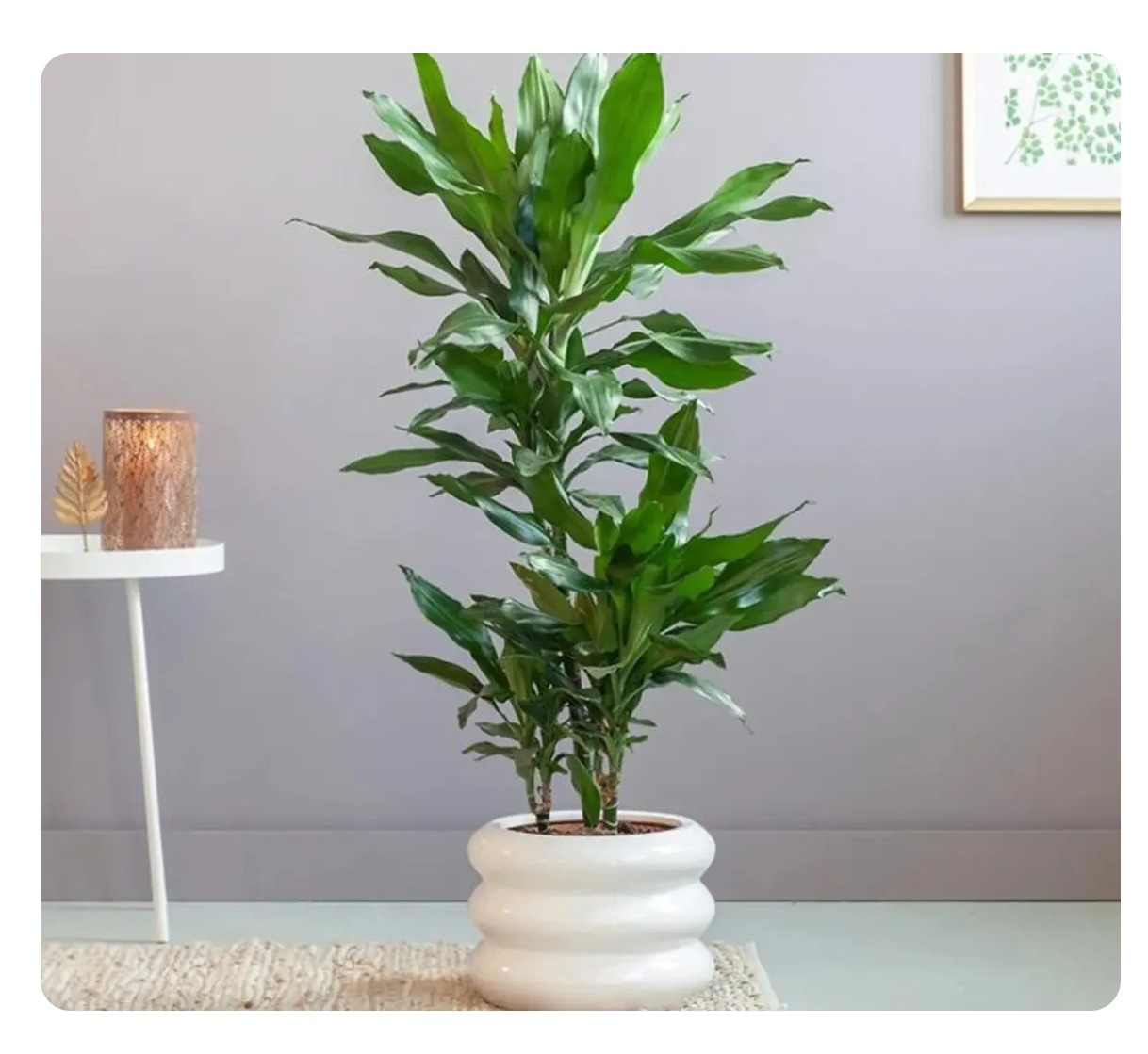 philodendron philodendron